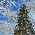 Frozen Evergreen Photograph by Vic Ritchey Frozen Evergreen Photograph by Vic Ritchey