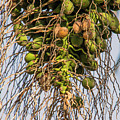Fruits of a Date Tree Photograph by Adriana Zoon Fruits of a Date Tree Photograph by Adriana Zoon