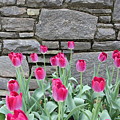 Fuchsia Color Tulips Photograph by Allen Nice-Webb Fuchsia Color Tulips Photograph by Allen Nice-Webb