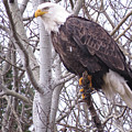 Full Bald Eagle by Mary Mikawoz Full Bald Eagle by Mary Mikawoz