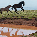 Fun in the Rockies- Wild Horse Foals Photograph by Mark Miller Fun in the Rockies- Wild Horse Foals Photograph by Mark Miller