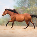 Galloping Thoroughbred Horse by Michelle Wrighton