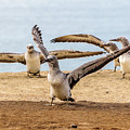 Gannet Chick 2 - Flying School Photograph by Werner Padarin Gannet Chick 2 - Flying School Photograph by Werner Padarin
