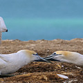 Gannets 3 Photograph by Werner Padarin Gannets 3 Photograph by Werner Padarin