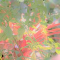 Garden beauty Photograph by Merle Grenz Garden beauty Photograph by Merle Grenz