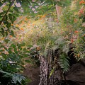 Garden beauty1 Photograph by Merle Grenz Garden beauty1 Photograph by Merle Grenz