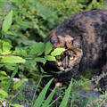 Garden Cat on the Hunt Photograph by Kae Cheatham Garden Cat on the Hunt Photograph by Kae Cheatham