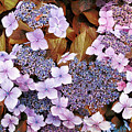 Garden Flowers Photograph by Lawrence Knutsson Garden Flowers Photograph by Lawrence Knutsson