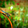 Blue Dragonfly Photograph by Eunice Miller Blue Dragonfly Photograph by Eunice Miller