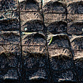 Gator Armor Photograph by Christopher Holmes Gator Armor Photograph by Christopher Holmes