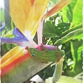 Gecko in Paradise by AnneMarie Welsh