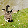 Geese in Cambridge winter. Photograph by Elena Perelman Geese in Cambridge winter. Photograph by Elena Perelman