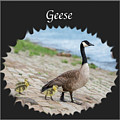 Geese in the Clouds Photograph by Holden The Moment Geese in the Clouds Photograph by Holden The Moment