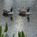 Geese by Rob Hans Geese by Rob Hans