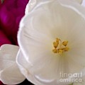 Gentle Photograph by Denise Railey Gentle Photograph by Denise Railey