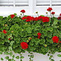 Geraniums On Window by Elena Elisseeva Geraniums On Window by Elena Elisseeva