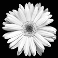 Single Gerbera Daisy by Marilyn Hunt Single Gerbera Daisy by Marilyn Hunt