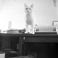 Ghost Cat, with Typewriter Photograph by Jeremy Butler Ghost Cat, with Typewriter Photograph by Jeremy Butler