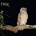 Giant Eagle Owl Photograph by Ted Keller Giant Eagle Owl Photograph by Ted Keller