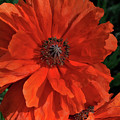 Giant Mountain Poppy Photograph by Ron Cline Giant Mountain Poppy Photograph by Ron Cline