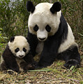 Giant Panda Ailuropoda Melanoleuca Photograph by Katherine Feng Giant Panda Ailuropoda Melanoleuca Photograph by Katherine Feng