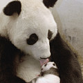 Giant Panda Ailuropoda Melanoleuca Xi Photograph by Katherine Feng Giant Panda Ailuropoda Melanoleuca Xi Photograph by Katherine Feng