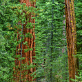 Giant Sequoias Sequoiadendron Gigantium Yosemite NP CA Photograph by Dave Welling Giant Sequoias Sequoiadendron Gigantium Yosemite NP CA Photograph by Dave Welling