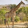 Giraffe Grazing by Stephen Stookey Giraffe Grazing by Stephen Stookey