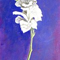 Gladiolus 1 by Usha Shantharam Gladiolus 1 by Usha Shantharam