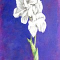 Gladiolus 2 by Usha Shantharam Gladiolus 2 by Usha Shantharam