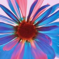 Glass Petals Photograph by Julie Lueders Glass Petals Photograph by Julie Lueders