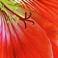 Glorious Geranium by Ben and Raisa Gertsberg Glorious Geranium by Ben and Raisa Gertsberg
