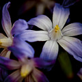 Glory Of The Snow Photograph by Spikey Mouse Photography Glory Of The Snow Photograph by Spikey Mouse Photography