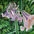 Glowing Amaryllis by Lori Moon Glowing Amaryllis by Lori Moon