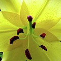 Glowing Lily Photograph by Linda Stern Glowing Lily Photograph by Linda Stern