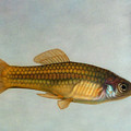 Go Fish Painting by James W Johnson Go Fish Painting by James W Johnson