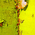 Going Green by Skip Hunt Going Green by Skip Hunt