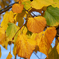 Golden by Carol Lynch Golden by Carol Lynch