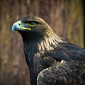 Golden Eagle 5 by Jason Brooks Golden Eagle 5 by Jason Brooks