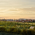 Golden Evening. Photograph by Elena Perelman Golden Evening. Photograph by Elena Perelman