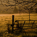 Golden Glow by Patricia Montgomery