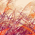 Abstract Pampas Photograph by Stacie Siemsen Abstract Pampas Photograph by Stacie Siemsen