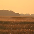Golden Marshes by Nadine Rippelmeyer Golden Marshes by Nadine Rippelmeyer