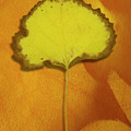 Golden Oldie Digital Art by Becky Titus Golden Oldie Digital Art by Becky Titus