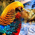 Golden Pheasant Painterly Digital Art by Lilia D Golden Pheasant Painterly Digital Art by Lilia D