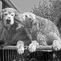 Golden Retrievers the Kiss Black and White Photograph by Jennie Marie Schell Golden Retrievers the Kiss Black and White Photograph by Jennie Marie Schell