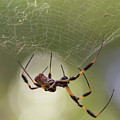 Golden-Silk Spider by Paul Rebmann