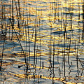 Golden Water Lines and Ripples Photograph by James BO Insogna Golden Water Lines and Ripples Photograph by James BO Insogna