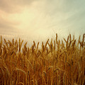 Golden Wheat Photograph by Kae Cheatham Golden Wheat Photograph by Kae Cheatham