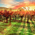 Good Morning Napa Photograph by Jon Neidert Good Morning Napa Photograph by Jon Neidert